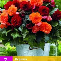 Begonia Picnic Mix - 7 Bulbs