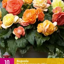 Begonia Pastel Compacta Mix - 10 Bulbs