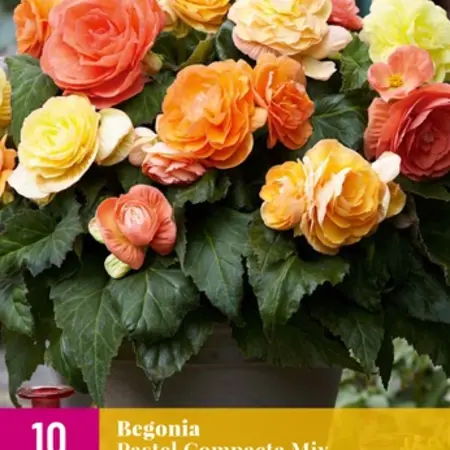 Begonia Pastel Compacta Mix - Grootverpakking Kopen? Garden-Select.com