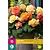 Begonia Pastel Compacta Mix - 10 Bollen