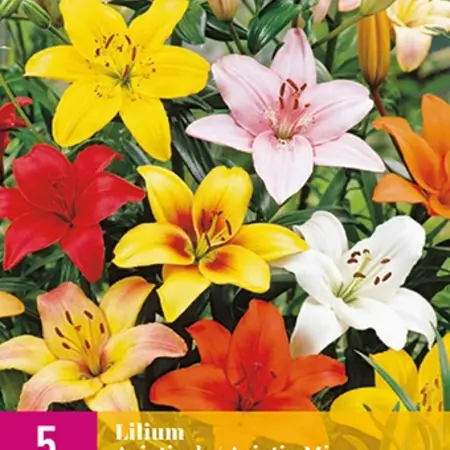 Lily Asiatic Mix - 5 Zwiebeln - Gemischte Blumenzwiebeln kaufen? Garden-Select.de