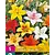 Lily Asiatic Mix - 5 Bulbs