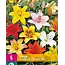 Lily Asiatic Mix - 5 Bulbs - Buy Mixed Flower Bulbs? Garden-Select.com