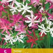 Nerine Breeders Mix - 5 Blumenzwiebeln