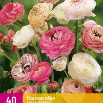 Ranunculus Pastel Mix - New - 40 bulbs