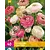Ranunkeln Pastell Mix - Neu - 40 Blumenzwiebeln