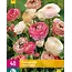 Ranunkel Pastell Mix - Sommerblumen kaufen? Garden-Select.de