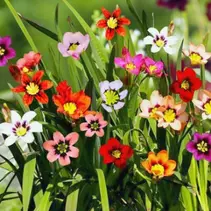 Sparaxis Mix - Neu - 100 Blumenzwiebeln