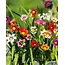 Sparaxis Mix - New - Gypsy Flower - Buy Summer Flowers? Garden-Select.com