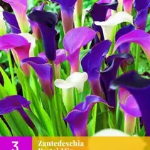 Zantedeschia Pastel Mix - 3 Bollen