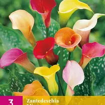 Zantedeschia Mix - 3 Bulbs