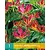 Gloriosa Rothschildiana - 1 Blumenzwiebel
