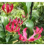 Gloriosa Rothschildiana - Summer flowering plants - Buy Climbing Plants? Garden-Select.com