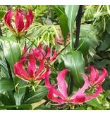 Gloriosa Rothschildiana - Zomerbloeiers - Klimplanten Kopen? Garden-Select.com