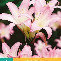 Amaryllis Belladonna - 1 Bol