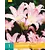 Amaryllis Belladonna - 1 Blumenzwiebel