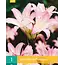 Amaryllis Belladonna - Tuin Amaryllis - Roze Zomerbloeiers Kopen? Garden-Select.com