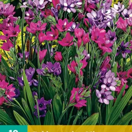 Babiana Stricta Mix - Butterfly plant - Buy summer flowering bulbs? Garden Select.com