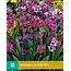 Babiana Stricta Mix - Butterfly plant - Buy summer flowering bulbs? Garden Select.com
