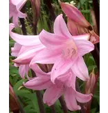 Amaryllis Belladonna - Garden Amaryllis - Buy Pink Summer Flowers? Garden-Select.com