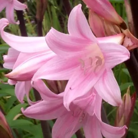 Amaryllis Belladonna - Tuin Amaryllis - Roze Zomerbloeiers Kopen? Garden-Select.com