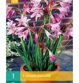 Crinum Powellii - Haaklelie - Roze Tuinamaryllis Kopen? - Garden-Select.com