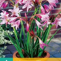 Crinum Powellii - 1 Bulb