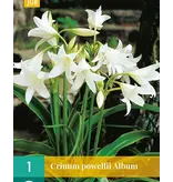 Crinum Powellii Album - White Lilies Buy Online? - Garden-Select.com