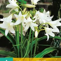 Crinum Powellii Album - 1 Bulb