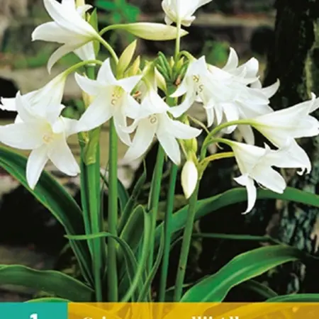 Crinum Powellii Album - White Lilies Buy Online? - Garden-Select.com