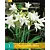 Crinum Powellii Album - 1 Blumenzwiebel