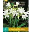 Crinum Powellii Album - White Lilies Buy Online? - Garden-Select.com