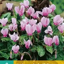 Cyclamen Hederifolium - 2 Blumenzwiebeln