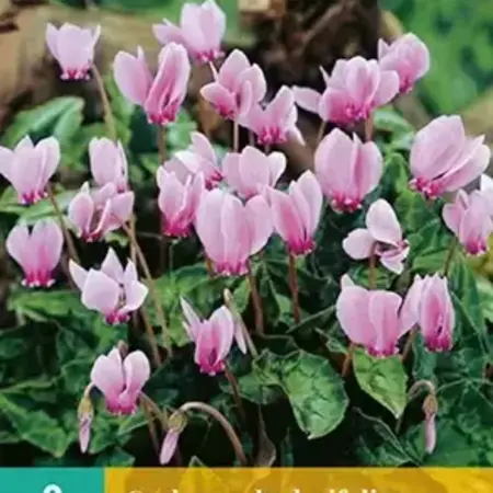 Cyclamen Hederifolium - Alpine violet - Buy unusual garden plants?