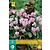 Cyclamen Hederifolium - 2 Bollen