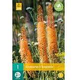 Eremurus Cleopatra - Roze Pluimvormige Plant - Zomerbloeiers Kopen?