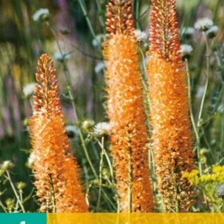 Eremurus Cleopatra - Roze Pluimvormige Plant - Zomerbloeiers Kopen?