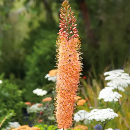 Eremurus Cleopatra - Roze Pluimvormige Plant - Zomerbloeiers Kopen?