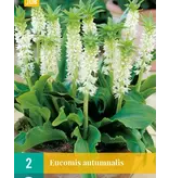 Eucomis Autumnalis - Ananasplant Of Kuiflelie - Zomerbloeiers Online Kopen?