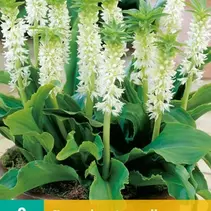 Eucomis Autumnalis - 2 Bulbs