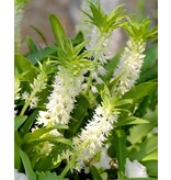 Eucomis Autumnalis - Pineapple Plant Or Crested Lily - Buy Summer Flowers Online?