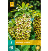 Eucomis Bicolour - Pineapple Plant Or Crested Plant - Buy Summer Flowers?