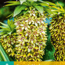 Eucomis Bicolor - 2 Bulbs