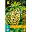 Eucomis Bicolor - Ananasplant Of Kuifplant - Zomerbloeiers Kopen?