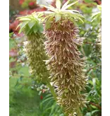 Eucomis Bicolor - Ananasplant Of Kuifplant - Zomerbloeiers Kopen?