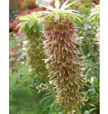 Eucomis Bicolour - Pineapple Plant Or Crested Plant - Buy Summer Flowers?