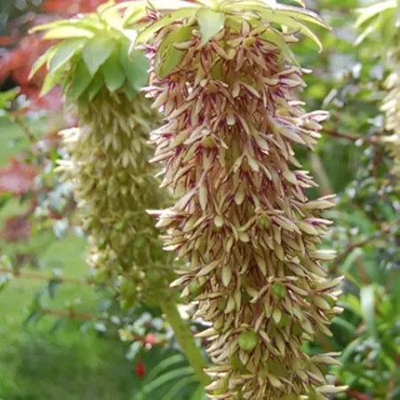Eucomis Bicolour - Pineapple Plant Or Crested Plant - Buy Summer Flowers?