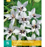 Gladiolus Callianthus Murielae - Abyssinian Gladiolus - Buy Summer Flowers?