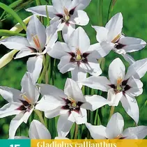Gladiolus Callianthus Murielae - 15 Blumenzwiebeln