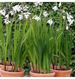 Gladiolus Callianthus Murielae - Abyssinian Gladiolus - Buy Summer Flowers?